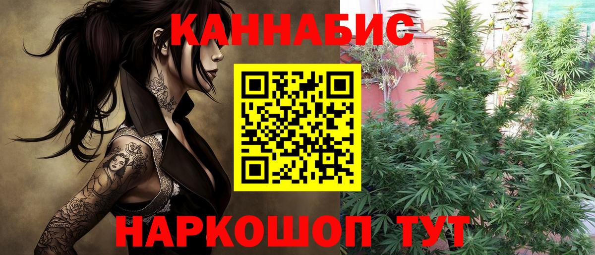 Марихуана сатива Шатура